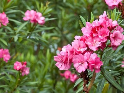 Espirradeira-Nerium oleander Espirradeira-Nerium oleander