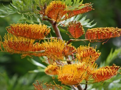 Grevillea robusta A.Cunn Grevillea robusta A.Cunn